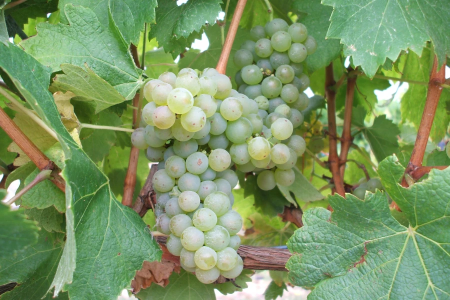 Vidal Blanc Live Wine Grape Vine Plant - 1-2 Year Old, Outdoor, Green - Image 1