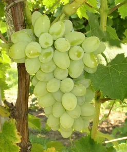 Vidal Blanc Wine Grape Vine Live Plant - 1-2 Year Old - Outdoor - Image 2