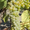 Vidal Blanc Wine Grape Vine Live Plant - 1-2 Year Old - Outdoor - Image 1