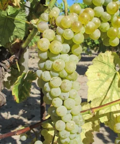 Vidal Blanc Wine Grape Vine Live Plant - 1-2 Year Old - Outdoor - Image 1
