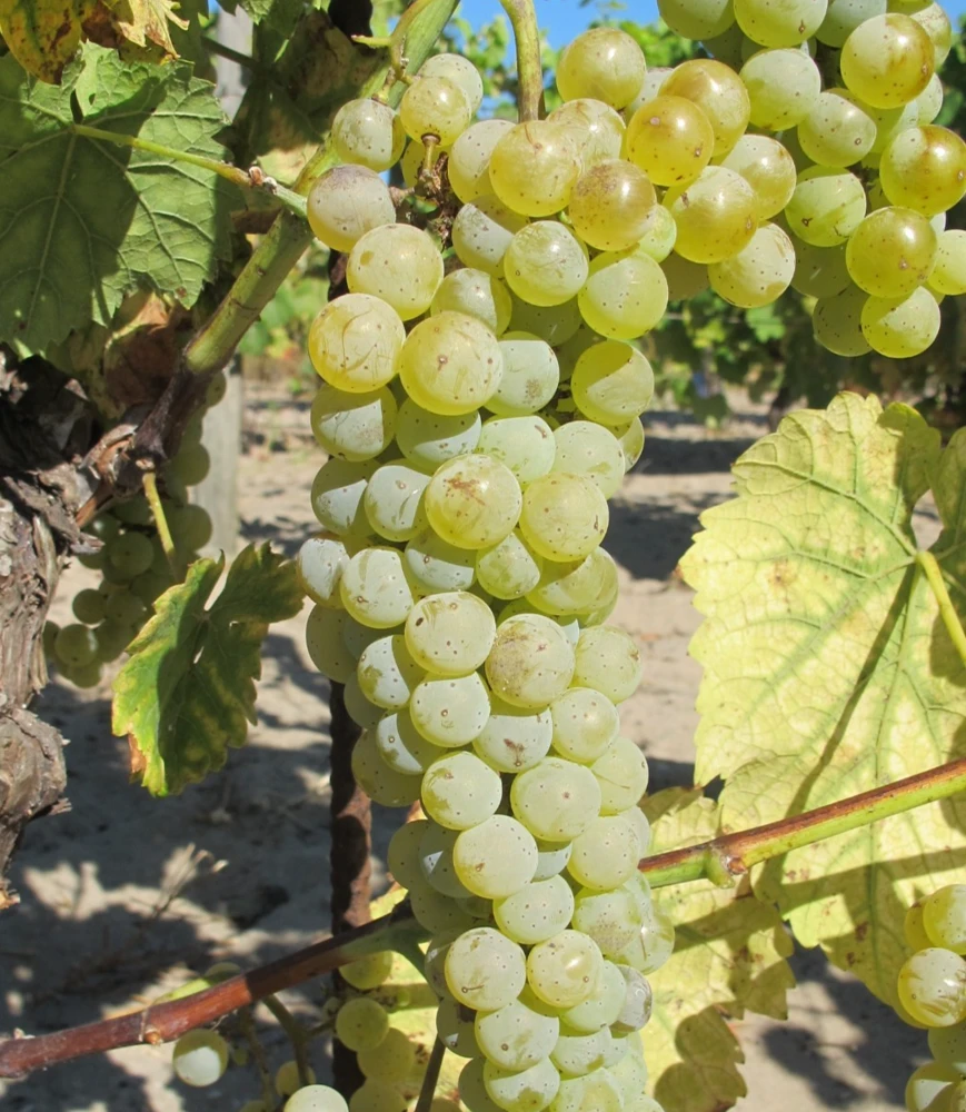 Vidal Blanc Wine Grape Vine Live Plant - 1-2 Year Old - Outdoor - Image 1