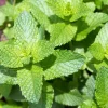 Vietnamese Mint Seeds - Elsholtzia Ciliata Herb Seeds for Planting (1800 Seeds) - Image 1
