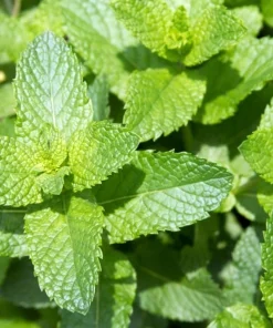 Vietnamese Mint Seeds - Elsholtzia Ciliata Herb Seeds for Planting (1800 Seeds) - Image 1