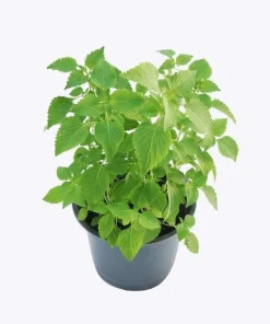 Vietnamese Mint Seeds - Elsholtzia Ciliata Herb Seeds for Planting (1800 Seeds) - Image 2