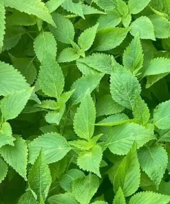 Vietnamese Mint Seeds - Elsholtzia Ciliata Herb Seeds for Planting (1800 Seeds) - Image 4