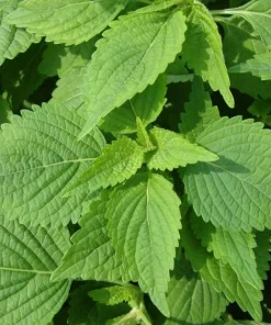 Vietnamese Mint Seeds - Elsholtzia Ciliata Herb Seeds for Planting (1800 Seeds) - Image 5