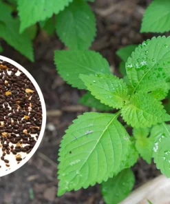 Vietnamese Mint Seeds - Elsholtzia Ciliata Herb Seeds for Planting (1800 Seeds) - Image 6