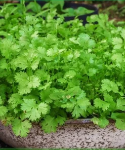 Vietnamese Small Leaf Coriander Seeds for Planting - 3000 Cilantro Seeds - Image 2