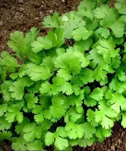Vietnamese Small Leaf Coriander Seeds for Planting - 3000 Cilantro Seeds - Image 3