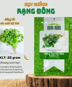 Vietnamese Small Leaf Coriander Seeds for Planting - 3000 Cilantro Seeds - Image 5