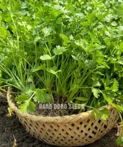 Vietnamese Small Leaf Coriander Seeds for Planting - 3000 Cilantro Seeds - Image 6