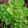 Vietnamese Small Leaf Coriander Seeds for Planting - 3000 Cilantro Seeds - Image 1