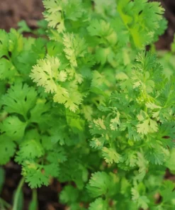 Vietnamese Small Leaf Coriander Seeds for Planting - 3000 Cilantro Seeds - Image 1