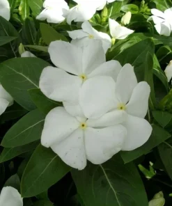 Vinca Pacifica XP White Seeds - 500 Count - Annual Flowering Periwinkle - Image 2