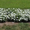Vinca Pacifica XP White Seeds - 500 Count - Annual Flower Seeds - Image 1
