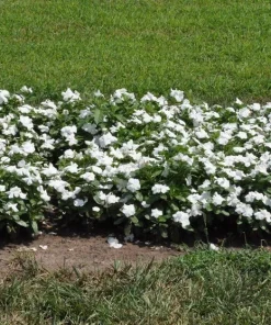 Vinca Pacifica XP White Seeds - 500 Count - Annual Flowering Periwinkle - Image 1
