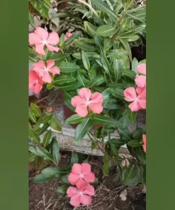 Vinca Sunsplash Peach Seeds - 1000 Count Flower Seeds for Garden - Image 2