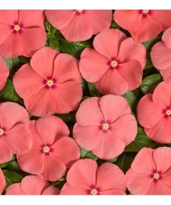 Vinca Sunsplash Peach Seeds - 1000 Count Flower Seeds for Garden - Image 3