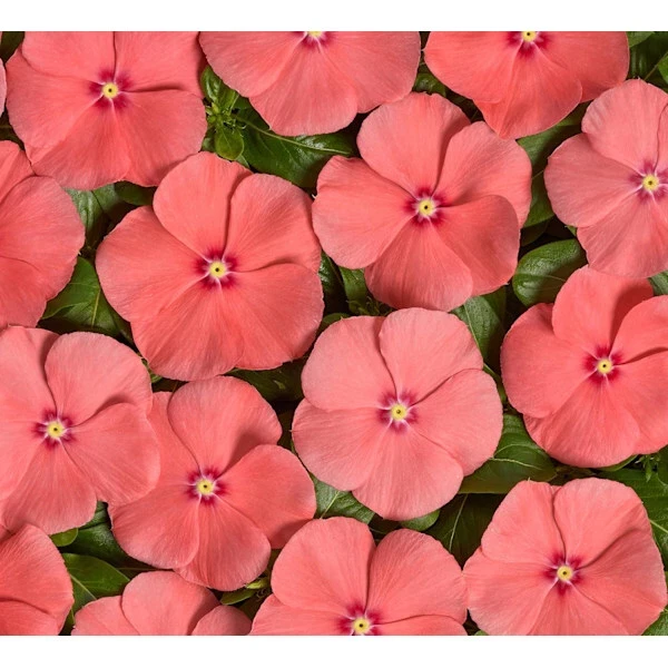 Vinca Sunsplash Peach Seeds - 1000 Count Flower Seeds for Garden - Image 3