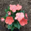 Vinca Sunsplash Peach Seeds - 1000 Count Flower Seeds for Garden - Image 1