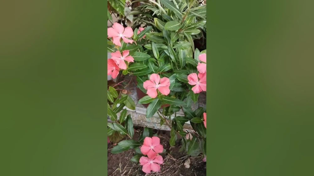 Vinca Sunsplash Peach Seeds – 1000 Count – Outdoor Flower Seeds - Image 2