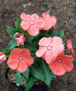 Vinca Sunsplash Peach Seeds - 1000 Count - Periwinkle Flower Seeds - Image 1