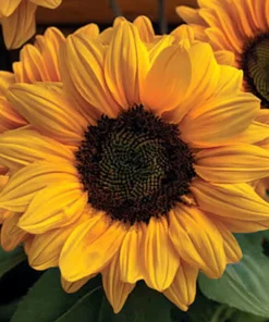 Vincent Choice F1 Sunflower Seeds - 20 Untreated Helianthus Annus Seeds - Image 2
