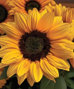 Vincent Choice F1 Sunflower Seeds - 20 Untreated Helianthus Annus Seeds - Image 3