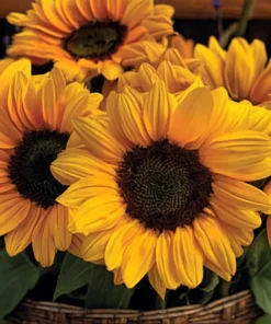 Vincent Choice F1 Sunflower Seeds - 20 Untreated Helianthus Annus Seeds - Image 4