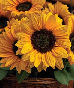 Vincent Choice F1 Sunflower Seeds - 20 Untreated Helianthus Annus Seeds - Image 1
