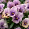 Viola Sorbet Multicolor Blooms Seeds - Yesterday Today Tomorrow - 25 Seeds - Image 1