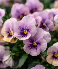 Viola Sorbet Multicolor Blooms Seeds - Yesterday Today Tomorrow - 25 Seeds - Image 1