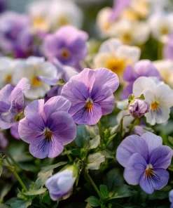 Viola Sorbet Multicolor Blooms Seeds - Yesterday Today Tomorrow - 25 Seeds - Image 3