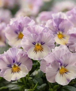 Viola Sorbet Multicolor Blooms Seeds - Yesterday Today Tomorrow - 25 Seeds - Image 4