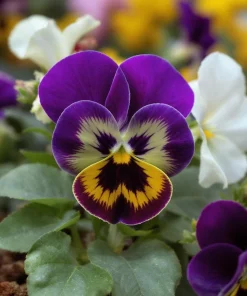 Viola Sorbet Series Mix Seeds – Multicolor Flowers – 25 Seeds – Outdoor - Image 2