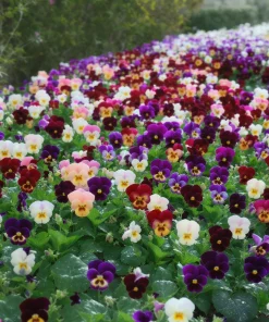 Viola Sorbet Series Mix Seeds – Multicolor Flowers – 25 Seeds – Outdoor - Image 4