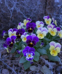 Viola Sorbet Series Mix Seeds – Multicolor Flowers – 25 Seeds – Outdoor - Image 5