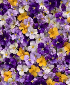 Viola Sorbet Series Mix Seeds – Multicolor Flowers – 25 Seeds – Outdoor - Image 1