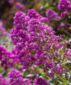 Violet Butterfly Bush Seeds - 50 Count, Purple Flowers, Attracts Pollinators - Image 10