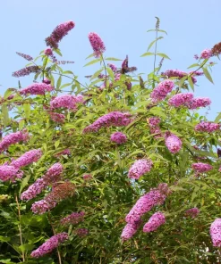 Violet Butterfly Bush Seeds - 50 Count, Purple Flowers, Attracts Pollinators - Image 11