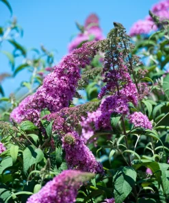Violet Butterfly Bush Seeds - 50 Count, Purple Flowers, Attracts Pollinators - Image 12