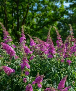 Violet Butterfly Bush Seeds - 50 Count, Purple Flowers, Attracts Pollinators - Image 13