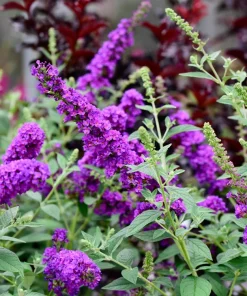 Violet Butterfly Bush Seeds - 50 Count, Purple Flowers, Attracts Pollinators - Image 2