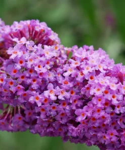 Violet Butterfly Bush Seeds - 50 Count, Purple Flowers, Attracts Pollinators - Image 3