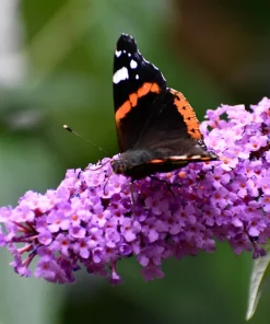 Violet Butterfly Bush Seeds - 50 Count, Purple Flowers, Attracts Pollinators - Image 4