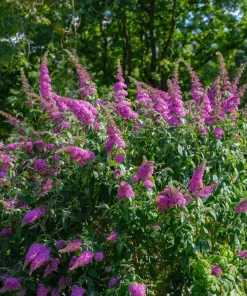 Violet Butterfly Bush Seeds - 50 Count, Purple Flowers, Attracts Pollinators - Image 5
