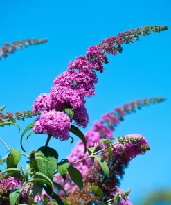 Violet Butterfly Bush Seeds - 50 Count, Purple Flowers, Attracts Pollinators - Image 6