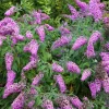 Violet Butterfly Bush Seeds - 50 Count, Purple Flowers, Attracts Pollinators - Image 1