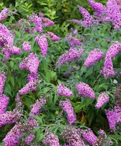 Violet Butterfly Bush Seeds - 50 Count, Purple Flowers, Attracts Pollinators - Image 1