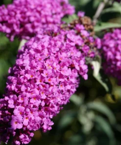 Violet Butterfly Bush Seeds - 50 Count, Purple Flowers, Attracts Pollinators - Image 7